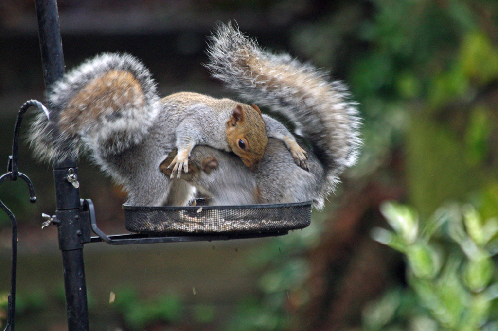 Wildlife Photography For Beginners