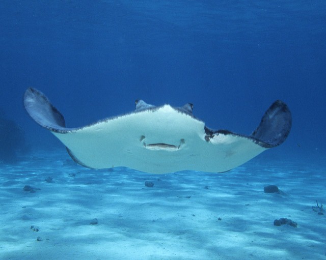 Stingray City Grand Cayman