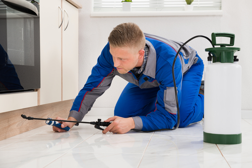 5 Reasons To Hire An Extermination Service