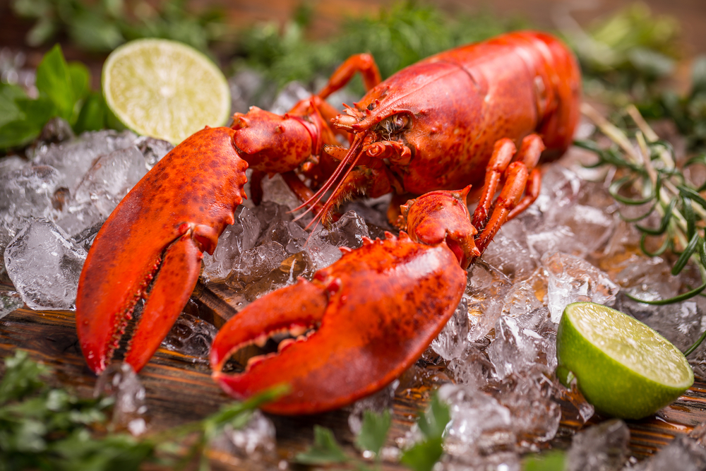 Choose Only The Best Lobsters and Don’t Settle For Anything Less